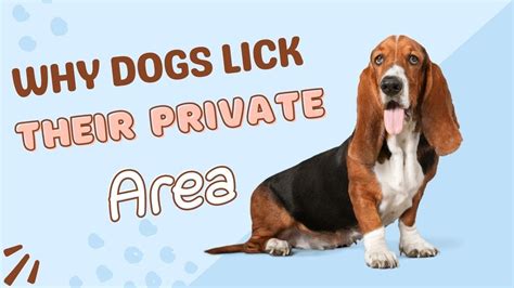 dog licks vigina|Why Do Dogs Try To Lick Your Privates .